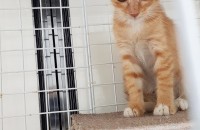 귀여운 아기냥이 미요를 평생 돌봐주실 분!!!!