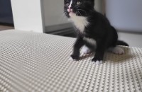 [서울/경기] 개냥이기질로 승부 보는 아기냥이 방울이 데려가실 분!!!﻿