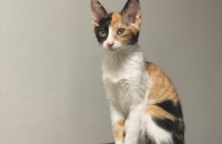 너무 개냥이예요.  아기냥이 5개월 여아 콩이를 소개합니다. 가족을 찾아요.