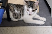 아기고양이 동이 가족을 찾아요