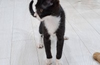 개냥이 아기고양이 꼬미를 사랑으로 안아줄 가족을 찾아요.