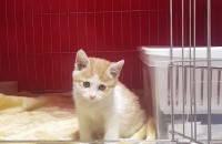 쉼터에서 쫒겨날 5주된 위기의 꼬마냥이 밀크와 함께 할 가족이 필요합니다