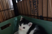 1.5개월 귀여운 아기냥이 다옹이의 가족을 찾아요!