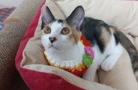 ♡아기 개냥이 쑥떡이 가족 찾아요♡