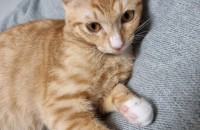 귀염둥이 아기냥이 쟁이의 가족을 찾습니다!