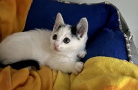 너무 너무 이쁜 얼굴의 아기냥이 젤리의 가족을 찾아요