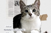 저 세상 미모 냥이 빈이 왕자님을 모실 집사님 구해요!!!!