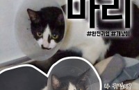 사람을 너무 좋아하는 개냥이 마리가 갈 곳이 없습니다. 방사위기에 처한 마리의 가족이 되어주세요.