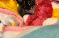 2개월 귀염둥이 완전체 미묘 가을이를 소개합니다. 집사님 찾아요!!