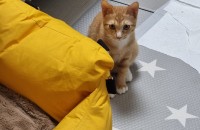 귀염둥이 아기냥이 쟁이의 가족을 찾습니다!