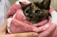 [서울/경기] 완전 유니크한 미모의 아기냥이 나나 입양홍보중