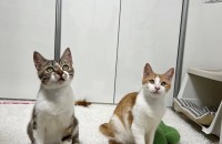 발랄 귀여운 의좋은 형제냥이 쿠키와 버터의 소중한 가족을 찾습니다