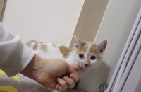 [급급!!]쉼터 종료로 방사될 이제 2개월도 안된 아깽이의 가족을 찾아요!!