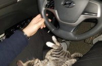 고양이 분양보냅니다.