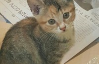 아기고양이 분양함