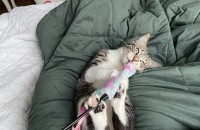 개냥이 고양이 임보중, 무료분양