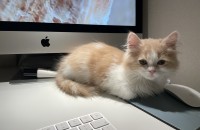 먼치킨 롱레그 4개월 아가