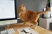 정말 예쁘게 생긴 치즈 코숏 여아 입양하실 분 계실까요 :)