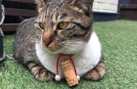 코숏 두마리 분양보냅니다. 1살 6개월입니다.중성화 완료