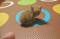 아기고양이 황장군