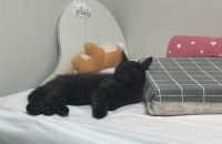 고양이 무료 분양