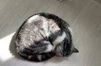 브리티쉬숏헤어 8살 남자 중성화완료