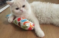 스코티스폴드 스트레이트 분양합니다