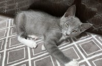 러시안블루 코숏 믹스고양이 2개월 여아 분양보내요