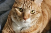 천안 치즈 여아인 애교쟁이 이브의 가족이 되어 주세요