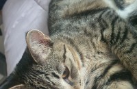 예쁘게 키우실분  고양이주인 찾아요^^