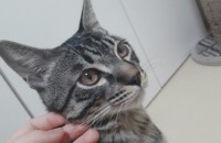 충남 아산시) 코숏 남자아이 부탁드려요