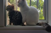 스코티쉬폴드(남아).뱅갈(여아) 사랑으로키워주실분