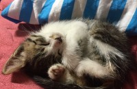 아기고양이고양이분양해요(서울