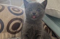 러시안블루 아기 고양이 (1개월 20일) 무료 분양 합니다