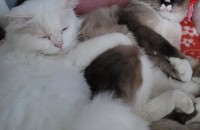 렉돌 남아 친칠라 여아 무료 분양합니다