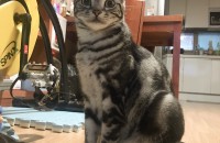 2살 아메리칸숏헤어 무료분양합니다.