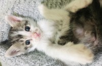 길냥이아깽이 4마리 분양해요! 도와주세요ㅜ