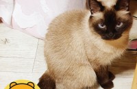 외국으로 나가게 되어ㅜㅜ 키우던 고양이 분양보내요  (서울)