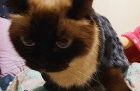 외국을 나가게되어  고양이분양해요(서울)ㅡ샴고양이