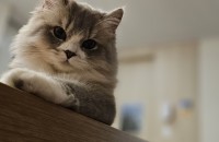 고양이 무료분양합니다