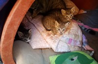 고양이분양합니다 열락주세요