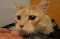 우리 귀여운 아가 보살펴주실분..