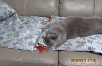 러시안블루 무료분양