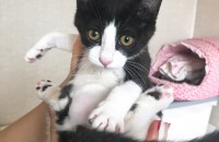 부천 / 사랑스런 3개월 턱시도 여아입니다.