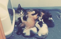 고양이 7마리 무료분양 합니다.