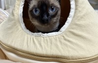 애교많은  샴 고양이입니다.