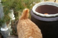 치즈 고양이 돌봐줄 집사를 찾습니다.