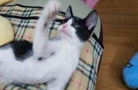 턱시도 애기 고양이 남아 2마리 분양합니다