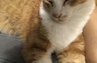 치즈코숏 무료분양