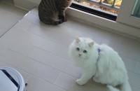 고양이 무료 분양합니다.